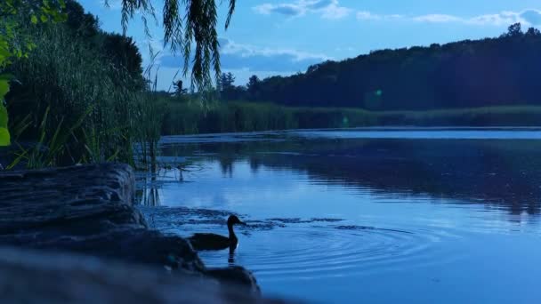 森の中の湖の美しい景色 — ストック動画