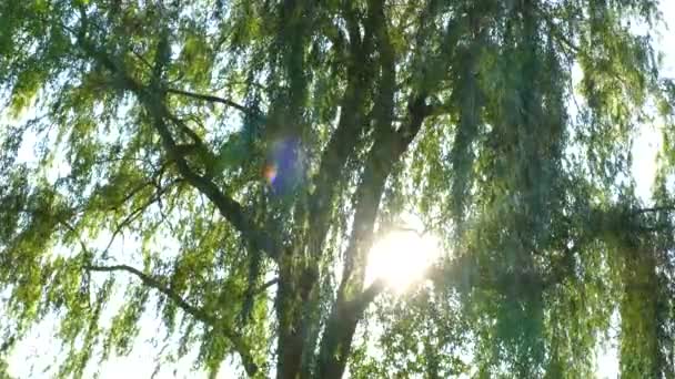 美しい夏の森 太陽の光と太陽の光が緑の空を — ストック動画