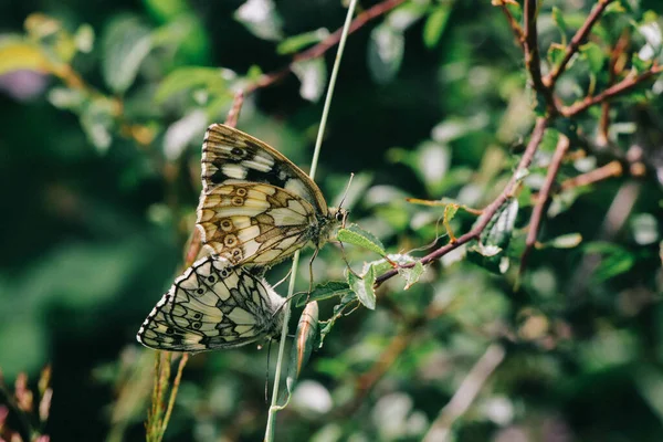 Botanik Bahçesindeki Ağaçtaki Güzel Kelebeklerin Yakın Plan Çekimi — Stok fotoğraf
