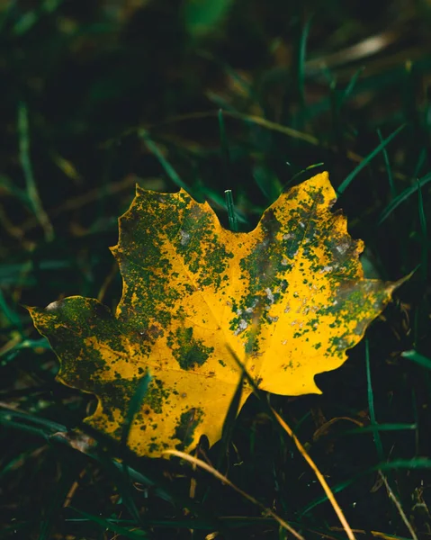 Closeup Shot Yellow Fallen Leaf Autumn Grass Blurry Background — Stock Photo, Image