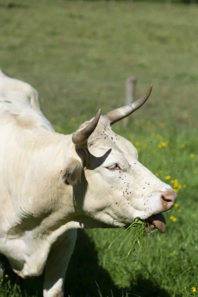 Vaca Comendo Grama Prado Ensolarado — Fotografia de Stock