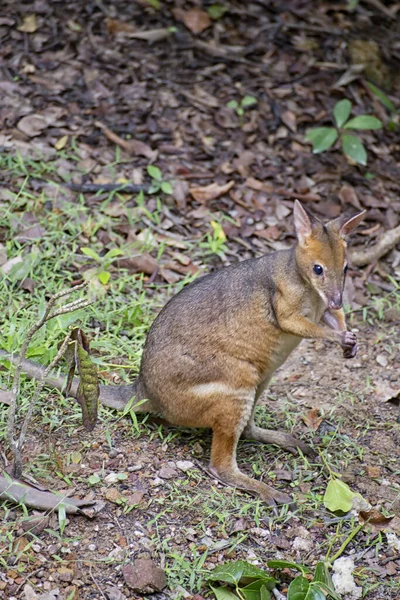 Rode Pademelon Tropical North Queensland Australië — Stockfoto