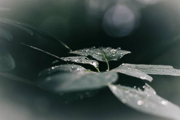 Крупним Планом Шматок Листя Рослини Деякими Краплями Дощу — стокове фото