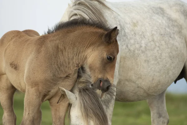 Mãe Criança Cavalos Pacífico Landscap Montanha — Fotografia de Stock