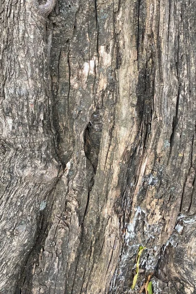 Old Cracked Tree Bark Pattern Backdrop — Stock Photo, Image