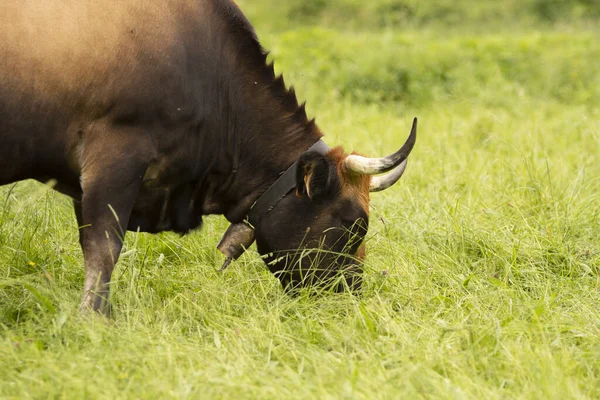 Vaca Comendo Grama Campo Nas Montanhas Bascas — Fotografia de Stock