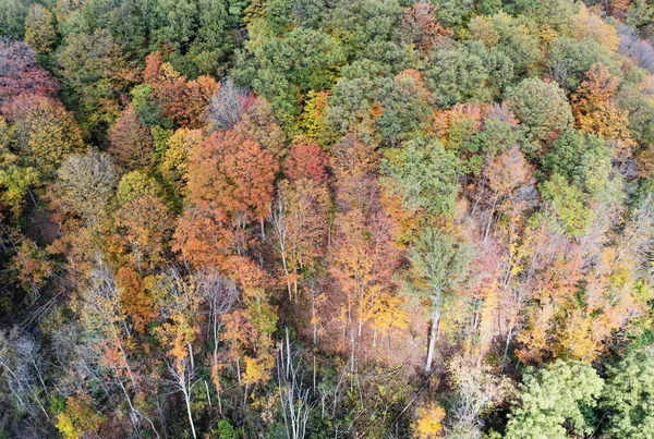 Flygfoto Över Färgglada Skogsträd Höstsäsongen Toronto — Stockfoto