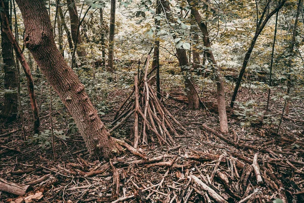 Вырубленные Дрова Лесополосе — стоковое фото