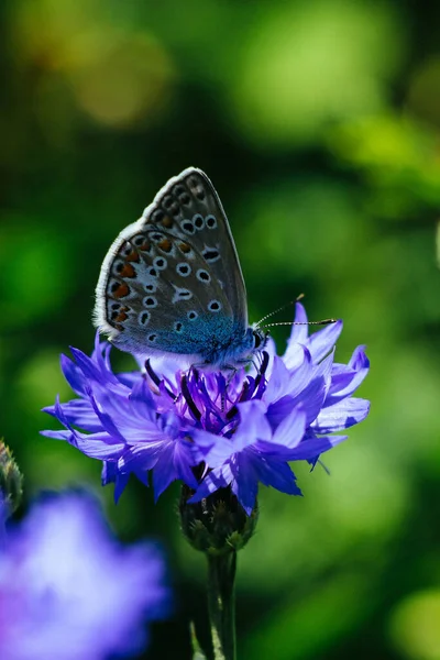 植物園の花に美しい蝶の垂直ショット — ストック写真