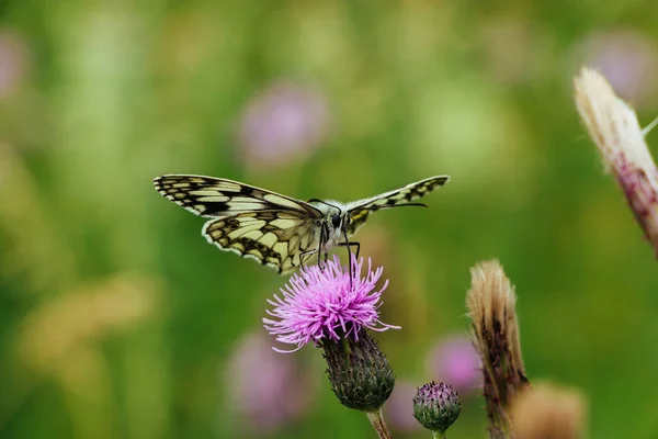 Tiro Close Uma Bela Borboleta Uma Flor Jardim Botânico — Fotografia de Stock