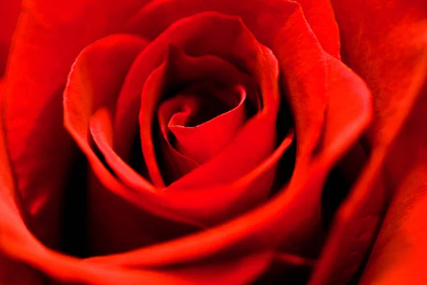 Ένα Κοντινό Πλάνο Ενός Κόκκινου Τριαντάφυλλου — Φωτογραφία Αρχείου