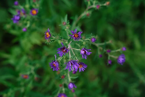 牧草地でのニューイングランドのマスター花の選択的フォーカスショット — ストック写真