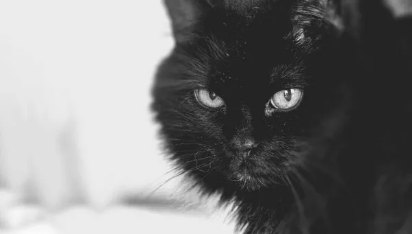Ένα Γκρι Πλάνο Μιας Γκρινιάρας Μαύρης Γάτας — Φωτογραφία Αρχείου