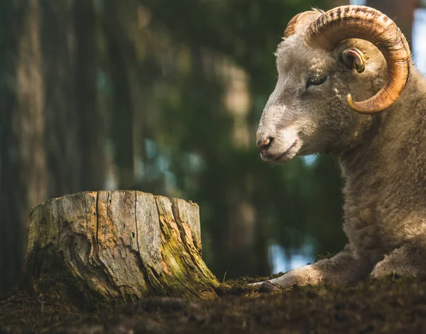 Eine Selektive Fokusaufnahme Eines Großen Gehörnten Schafes Wald — Stockfoto