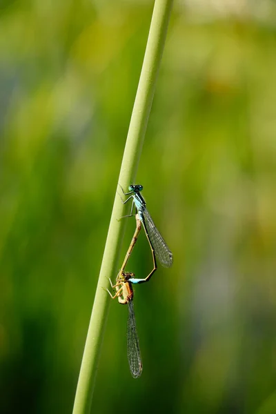 Vertical Shot Dragonfly Plant Blurred Background — Stock Photo, Image