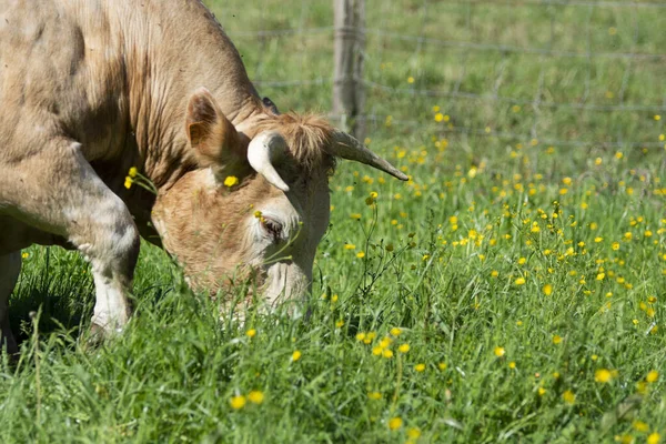 Корова Ест Траву Солнечном Лугу — стоковое фото