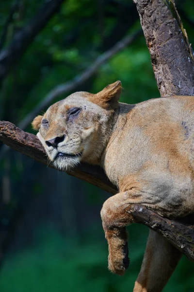 Selective Lioness Sleeping Tree — Stock Photo, Image