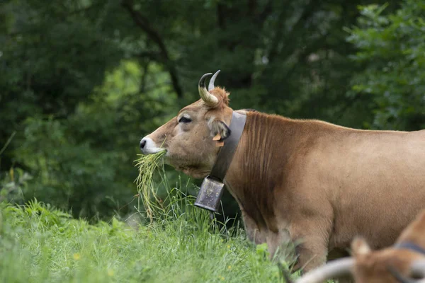 Vache Mangeant Herbe Campagne Dans Les Montagnes Basques — Photo