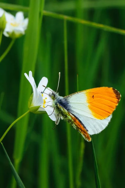 Eine Vertikale Aufnahme Eines Schönen Schmetterlings Auf Einer Blume Einem — Stockfoto