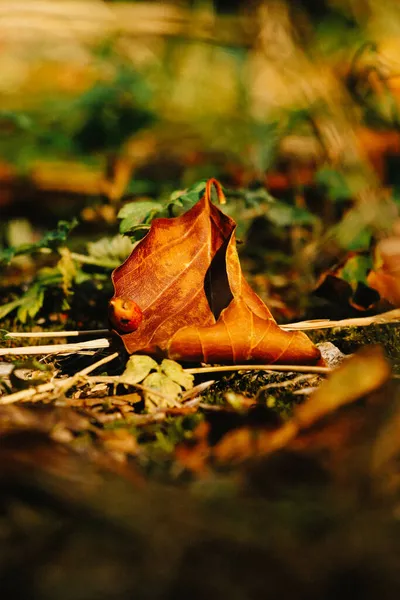 Tiro Vertical Uma Folha Outono Uma Floresta — Fotografia de Stock