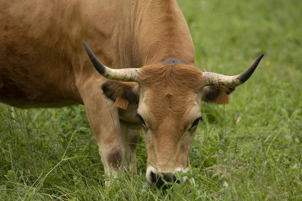 Vaca Comendo Grama Campo Nas Montanhas Bascas — Fotografia de Stock