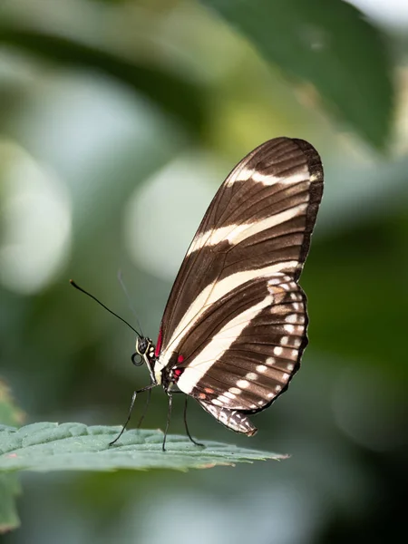 Вертикальный Снимок Красивой Бабочки Листе Размытом Фоне — стоковое фото