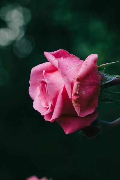 Plano Vertical Una Rosa Rosada Sobre Fondo Borroso — Foto de Stock