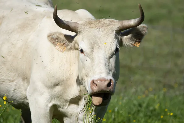 Vache Mangeant Herbe Dans Une Prairie Ensoleillée — Photo