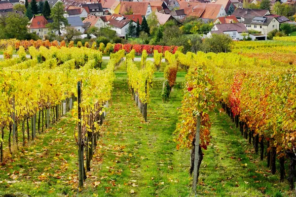 Beuren Tyskland Okt 2017 Skjuten Genom Färgad Vingård Hösten Med — Stockfoto