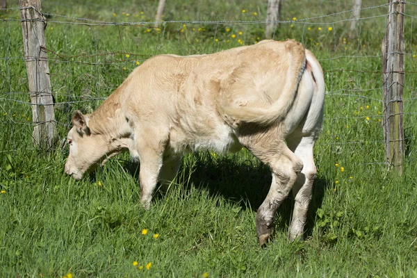 Vache Mangeant Herbe Dans Une Prairie Ensoleillée — Photo