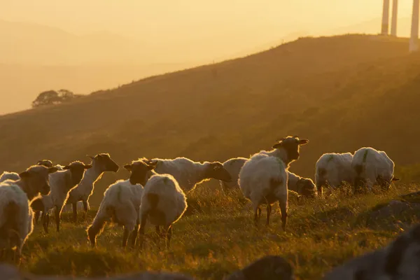 Bask Ülkesinin Dağlarında Volta Atan Koyunlar — Stok fotoğraf