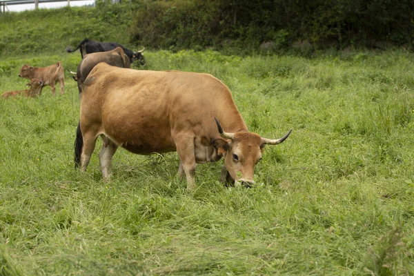 Корова Їсть Траву Сільській Місцевості Базальтових Горах — стокове фото