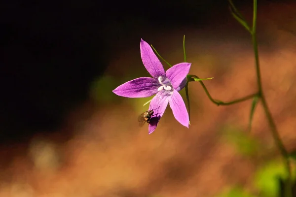 Красивый Снимок Пчелы Фиолетовом Цветке — стоковое фото
