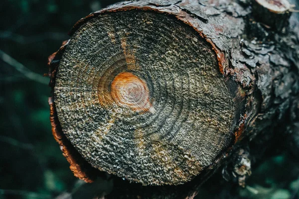 Selective Focus Shot Cut Tree Trunk Forest — Stock Photo, Image