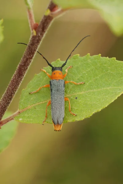 Vertikální Hřbetní Detailní Záběr Kolosálního Dlouhorohého Brouka Oberea Oculata Sedí — Stock fotografie