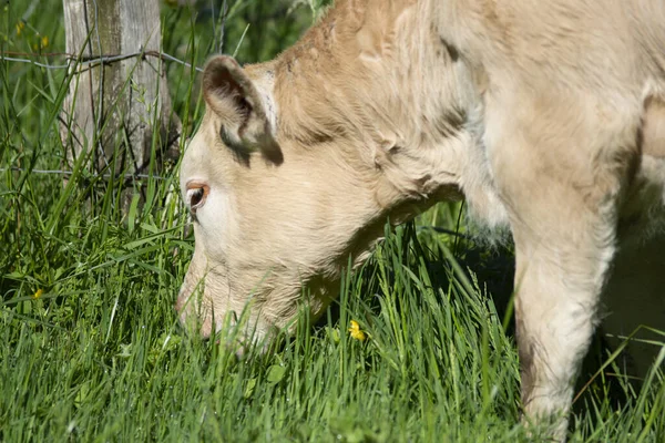 Αγελάδα Τρώει Γρασίδι Ένα Ηλιόλουστο Λιβάδι — Φωτογραφία Αρχείου