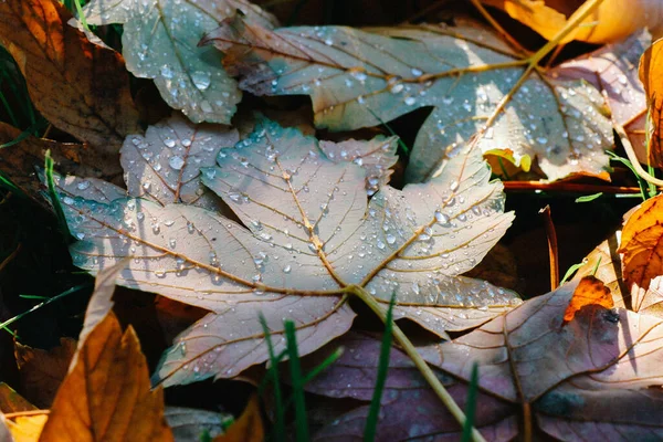 Красивый Снимок Осенних Листьев Саду — стоковое фото