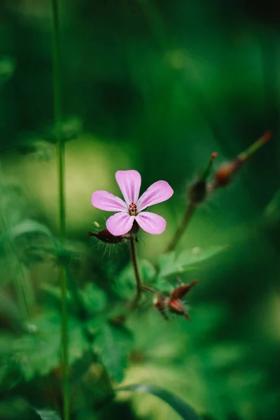 Вертикальний Знімок Фіолетової Квітки — стокове фото