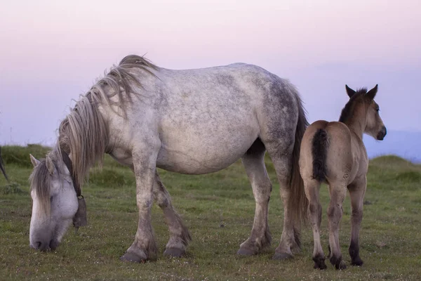 母馬と子馬が穏やかな山の風景の中で — ストック写真