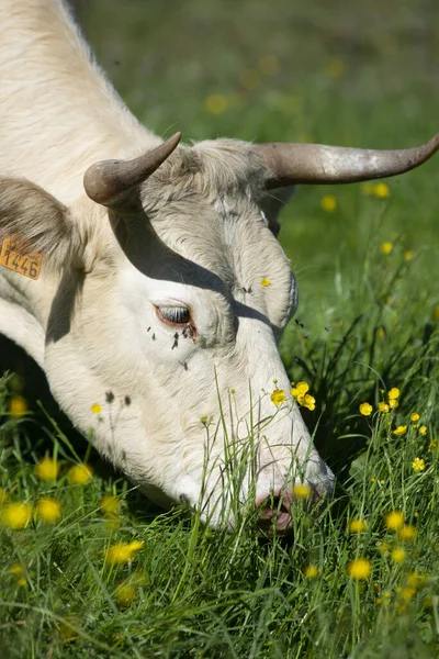 Корова Ест Траву Солнечном Лугу — стоковое фото