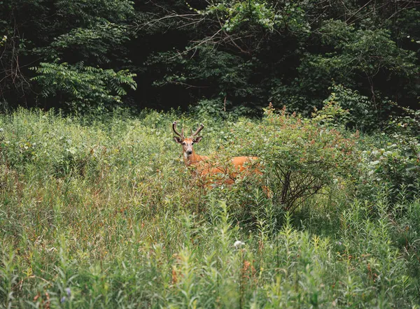 Cervo Nascosto Nel Campo Erboso Della Foresta — Foto Stock