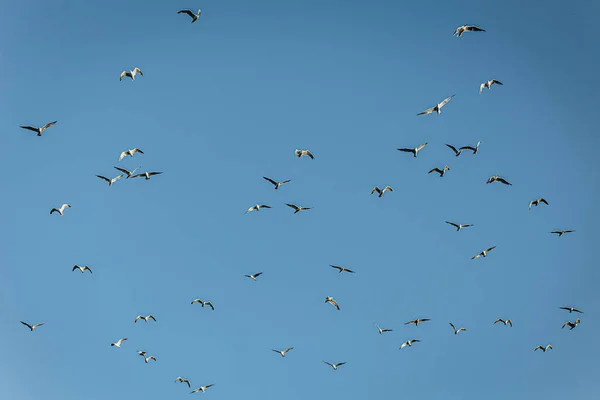 Skupina Krásných Racků Letících Proti Modré Bezmračné Obloze Nad Jezerem — Stock fotografie