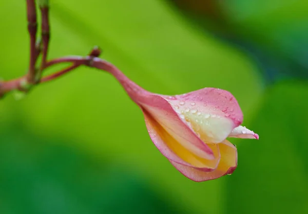 Een Selectieve Close Van Een Roze Tropische Bloemknop Met Waterdruppels — Stockfoto