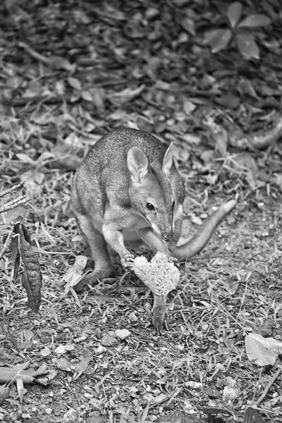 Wallaby Ekmek Yiyor Sağlıkları Için Iyi Olmadığı Için Teşvik Edilmemeleri — Stok fotoğraf