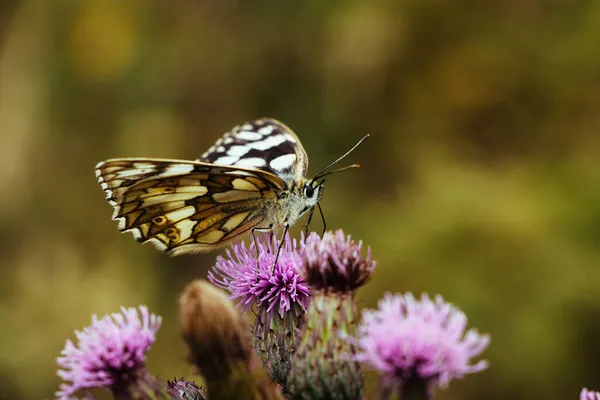 Gros Plan Beau Papillon Sur Une Fleur Dans Jardin Botanique — Photo