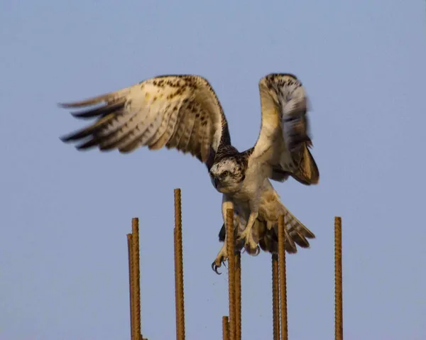 Osprey Kuşunun Yatay Fotoğrafı — Stok fotoğraf