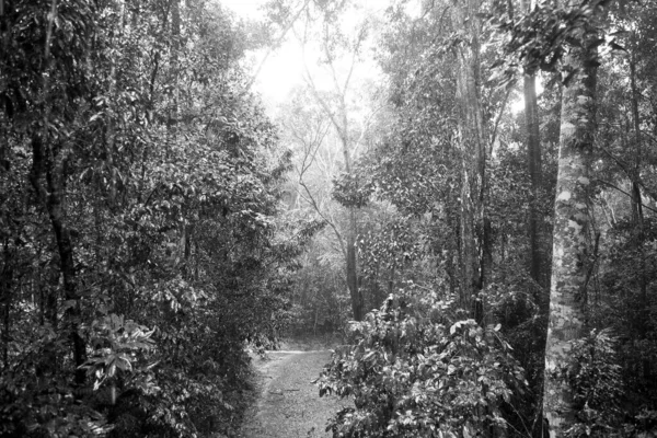 澳大利亚昆士兰州北部热带地区库兰达附近季风降雨期间的热带雨林道路 — 图库照片