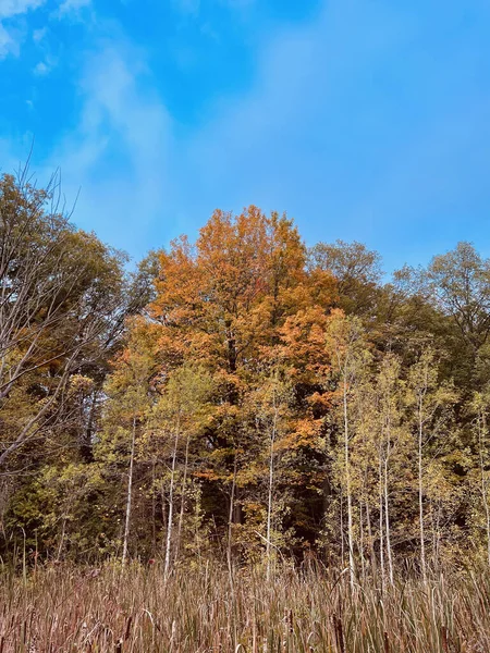 Árvores Floresta Durante Temporada Outono Contra Céu Azul Nublado — Fotografia de Stock