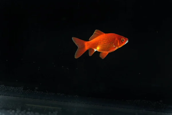 Nahaufnahme Eines Goldfisches Isoliert Auf Schwarzem Hintergrund — Stockfoto