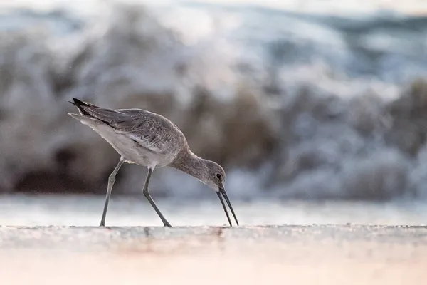 Tiro Foco Raso Pássaro Praia Tentando Obter Comida Água Rasa — Fotografia de Stock